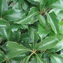 Parthenocissus quinquefolia feuille